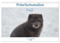 Polarfuchsstudien Wildlife (Wandkalender 2025 DIN A4 quer), CALVENDO Monatskalender