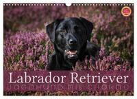 Labrador Retriever - Jagdhund mit Charme (Wandkalender 2025 DIN A3 quer), CALVENDO Monatskalender