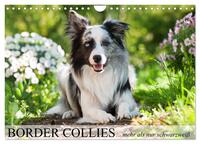 Border Collies - nicht nur schwarzweiß (Wandkalender 2025 DIN A4 quer), CALVENDO Monatskalender