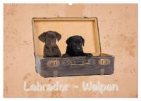 Labrador - Welpen (Wandkalender 2025 DIN A2 quer), CALVENDO Monatskalender