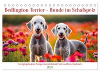 Bedlington Terrier - Hunde im Schafspelz (Tischkalender 2025 DIN A5 quer), CALVENDO Monatskalender