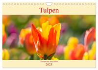 Tulpen - Feuerwerk der Farben (Wandkalender 2025 DIN A4 quer), CALVENDO Monatskalender