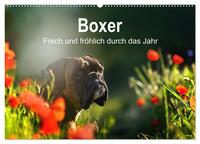 Boxer Frech und fröhlich durch das Jahr (Wandkalender 2025 DIN A2 quer), CALVENDO Monatskalender