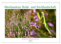 Oberlausitzer Heide- und Teichlandschaft (Wandkalender 2025 DIN A4 quer), CALVENDO Monatskalender