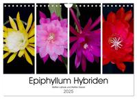 Epiphyllum-Hybriden (Wandkalender 2025 DIN A4 quer), CALVENDO Monatskalender