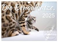 Die Bengalkatze. Edition Jungtiere (Wandkalender 2025 DIN A4 quer), CALVENDO Monatskalender