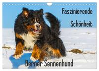 Faszinierende Schönheit Berner Sennenhund (Wandkalender 2025 DIN A4 quer), CALVENDO Monatskalender