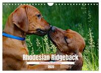 Rhodesian Ridgeback, Charmante Herzensbrecher (Wandkalender 2025 DIN A4 quer), CALVENDO Monatskalender