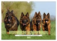 Altdeutsche Schäferhunde - Traumhafte Schäferhunde Langstockhaar (Wandkalender 2025 DIN A3 quer), CALVENDO Monatskalender