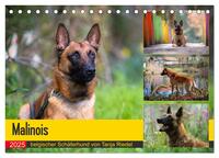 Malinois - belgischer Schäferhund (Tischkalender 2025 DIN A5 quer), CALVENDO Monatskalender