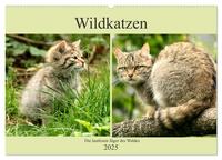 Wildkatzen - Die lautlosen Jäger des Waldes (Wandkalender 2025 DIN A2 quer), CALVENDO Monatskalender