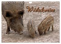 Wildschweine (Wandkalender 2025 DIN A4 quer), CALVENDO Monatskalender