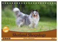 Shetland Sheepdogs - Kleine Charmeure (Tischkalender 2025 DIN A5 quer), CALVENDO Monatskalender