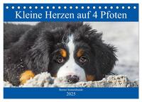 Kleine Herzen auf 4 Pfoten - Berner Sennenhunde (Tischkalender 2025 DIN A5 quer), CALVENDO Monatskalender