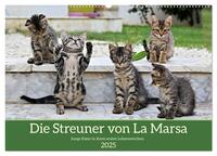 Die Streuner von La Marsa (Wandkalender 2025 DIN A2 quer), CALVENDO Monatskalender