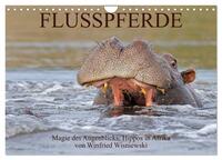 Flusspferde Magie des Augenblicks - Hippos in Afrika (Wandkalender 2025 DIN A4 quer), CALVENDO Monatskalender