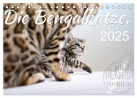 Die Bengalkatze. Edition Jungtiere (Tischkalender 2025 DIN A5 quer), CALVENDO Monatskalender