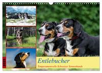 Entlebucher - Temperamentvolle Schweizer Sennenhunde (Wandkalender 2025 DIN A3 quer), CALVENDO Monatskalender