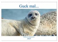 Guck mal ... Robben im Wattenmeer (Wandkalender 2025 DIN A3 quer), CALVENDO Monatskalender