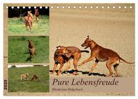 Rhodesian Ridgeback, Pure Lebensfreude (Tischkalender 2025 DIN A5 quer), CALVENDO Monatskalender