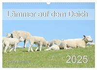 Lämmer auf dem Deich (Wandkalender 2025 DIN A3 quer), CALVENDO Monatskalender