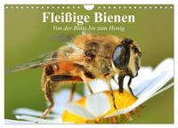 Fleißige Bienen. Von der Blüte bis zum Honig (Wandkalender 2025 DIN A4 quer), CALVENDO Monatskalender