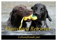 Flatcoated Retriever (Wandkalender 2025 DIN A2 quer), CALVENDO Monatskalender