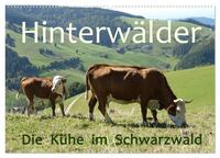 Hinterwälder - Die Kühe aus dem Schwarzwald (Wandkalender 2025 DIN A2 quer), CALVENDO Monatskalender