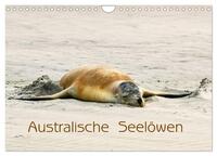 Australische Seelöwen (Wandkalender 2025 DIN A4 quer), CALVENDO Monatskalender