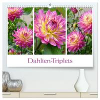 Dahlien-Triplets (hochwertiger Premium Wandkalender 2025 DIN A2 quer), Kunstdruck in Hochglanz