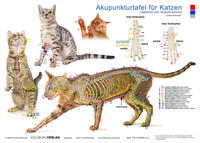 Tierakupunktur Akupunktur für Katzen (Akupunkturtafel)