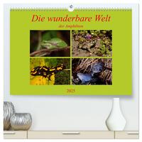 Die wunderbare Welt der Amphibien (hochwertiger Premium Wandkalender 2025 DIN A2 quer), Kunstdruck in Hochglanz