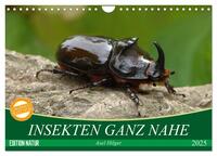 INSEKTEN GANZ NAHE (Wandkalender 2025 DIN A4 quer), CALVENDO Monatskalender