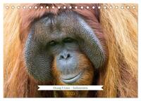 Orang Utans - Indonesien (Tischkalender 2025 DIN A5 quer), CALVENDO Monatskalender