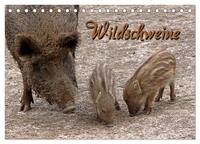 Wildschweine (Tischkalender 2025 DIN A5 quer), CALVENDO Monatskalender