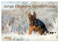 Junge Deutsche Schäferhunde (Wandkalender 2025 DIN A4 quer), CALVENDO Monatskalender