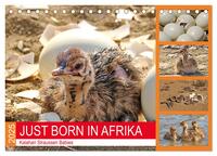 JUST BORN IN AFRIKA Kalahari Straussen Babies (Tischkalender 2025 DIN A5 quer), CALVENDO Monatskalender