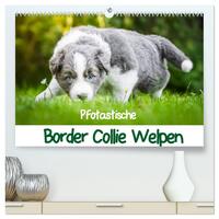 Pfotastische Border Collie Welpen (hochwertiger Premium Wandkalender 2025 DIN A2 quer), Kunstdruck in Hochglanz