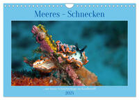 Meeres-Schnecken (Wandkalender 2025 DIN A4 quer), CALVENDO Monatskalender