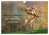 Belgischer Schäferhund - Der Malinois in Action (Wandkalender 2025 DIN A4 quer), CALVENDO Monatskalender