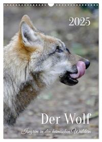 Der Wolf - Isegrim in den heimischen Wäldern - Kalender 2025 (Wandkalender 2025 DIN A3 hoch), CALVENDO Monatskalender