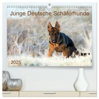 Junge Deutsche Schäferhunde (hochwertiger Premium Wandkalender 2025 DIN A2 quer), Kunstdruck in Hochglanz