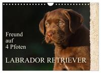 Freund auf 4 Pfoten - Labrador Retriever (Wandkalender 2025 DIN A4 quer), CALVENDO Monatskalender