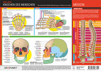 Knochen des Menschen