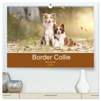 Border Collie - Bunt und clever! (hochwertiger Premium Wandkalender 2025 DIN A2 quer), Kunstdruck in Hochglanz