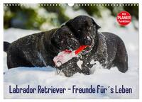 Labrador Retriever - Freunde für´s Leben (Wandkalender 2025 DIN A3 quer), CALVENDO Monatskalender