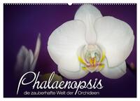 Phalaenopsis - die zauberhafte Welt der Orchideen (Wandkalender 2025 DIN A2 quer), CALVENDO Monatskalender