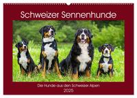 Schweizer Sennenhunde - die Hunde aus den Schweizer Alpen (Wandkalender 2025 DIN A2 quer), CALVENDO Monatskalender