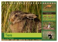 Tiere in der Feldmark (Tischkalender 2025 DIN A5 quer), CALVENDO Monatskalender