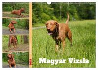 Faszination Magyar Vizsla (Wandkalender 2025 DIN A3 quer), CALVENDO Monatskalender